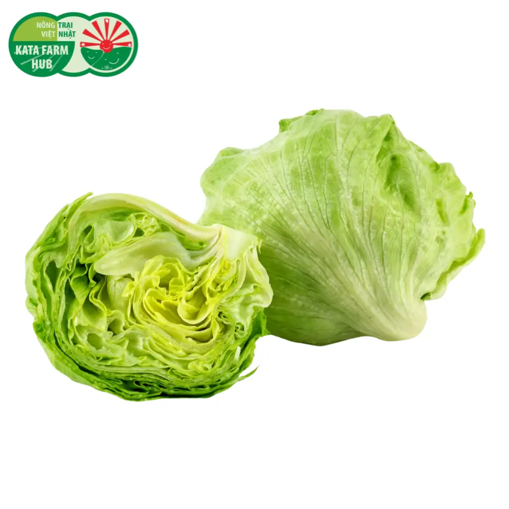 Xà Lách Mỹ - Iceberg Lettuce - KATA FARM HUB